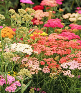 Achillea millefolium 'Summer Pastels'